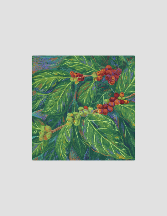 Caturra / Guillermo Saucedo