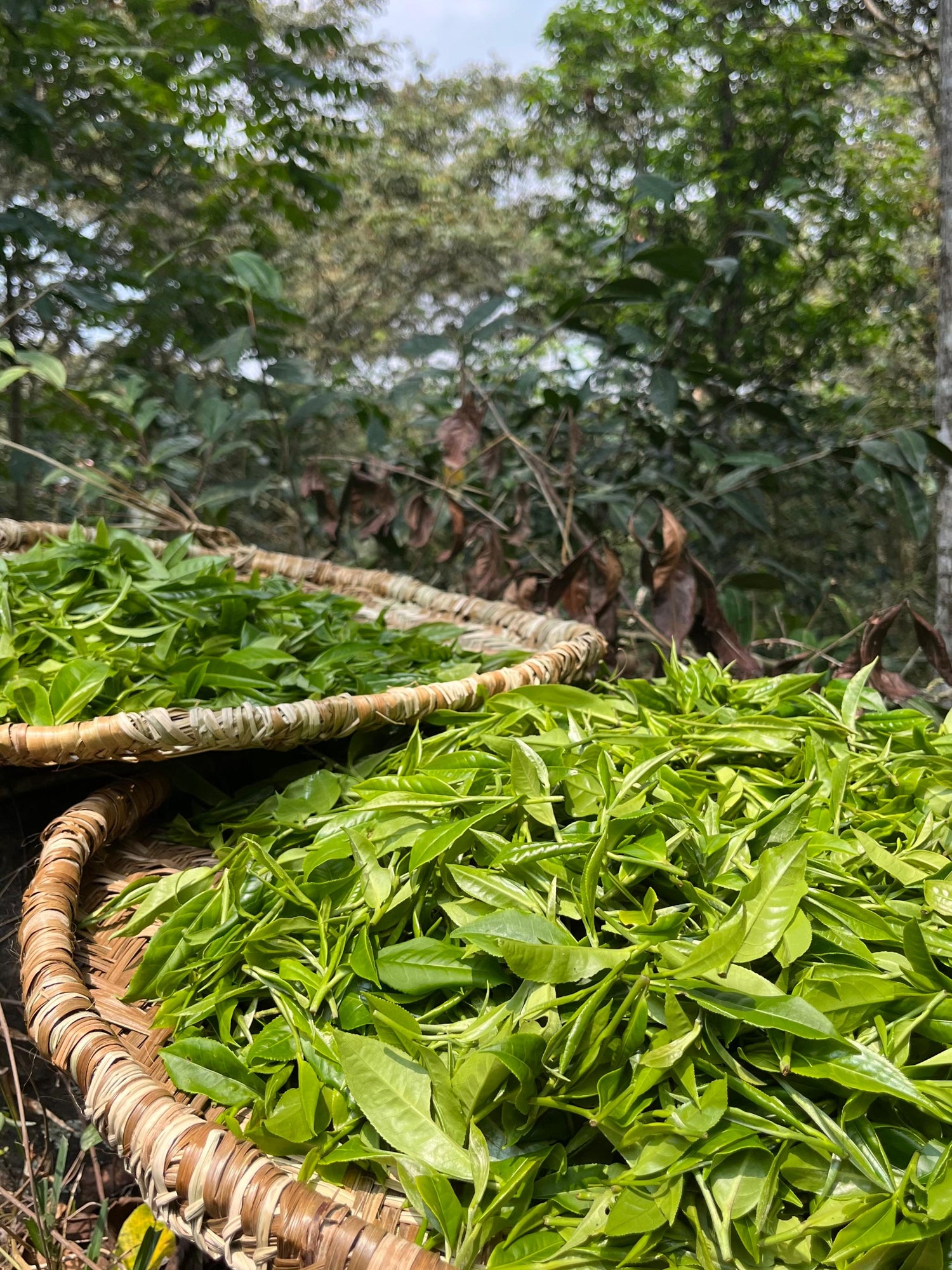 El renacer del té peruano