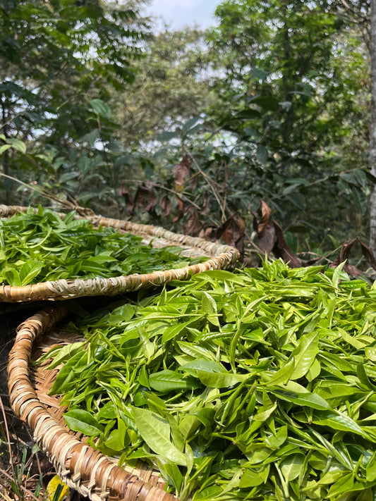 El renacer del té peruano